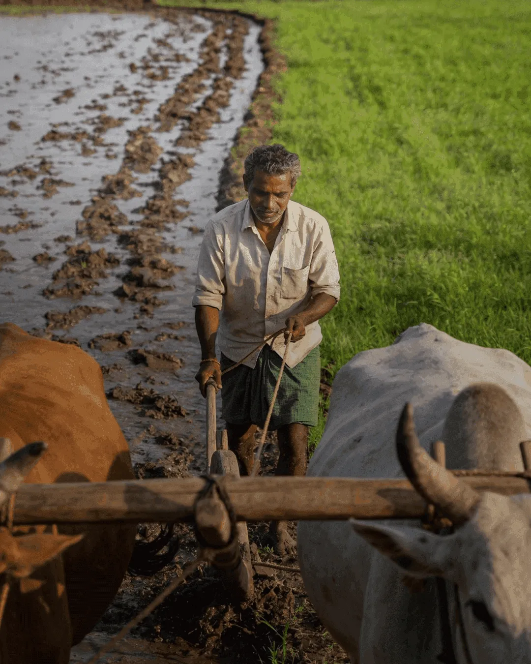 A farmer guiding a wooden plow drawn by a pair of oxen through a flooded paddy field
