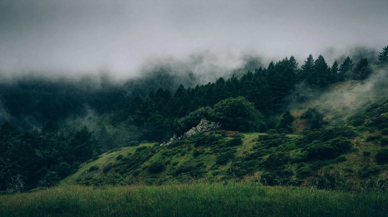 Mist drifting over forested hills — the landscape and communities at the heart of Mohuna Media's journalism