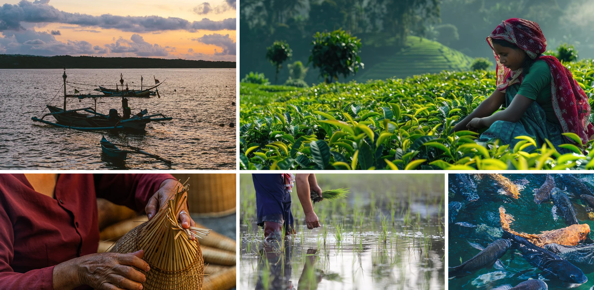 Collage of Brahmaputra river livelihoods showing fishing boats, tea harvesting, bamboo basket weaving, rice planting and fishery